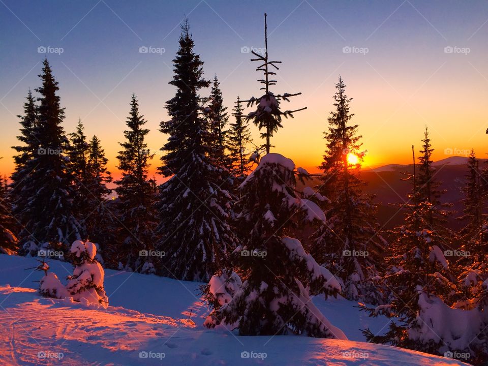 Snow covered on pine trees during sunset