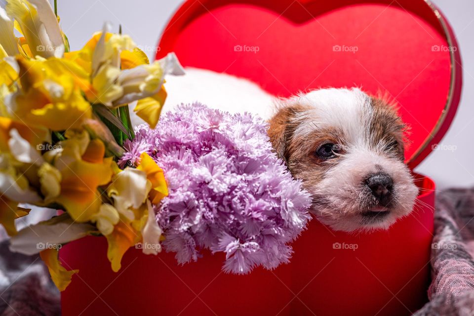 Puppy and flowers