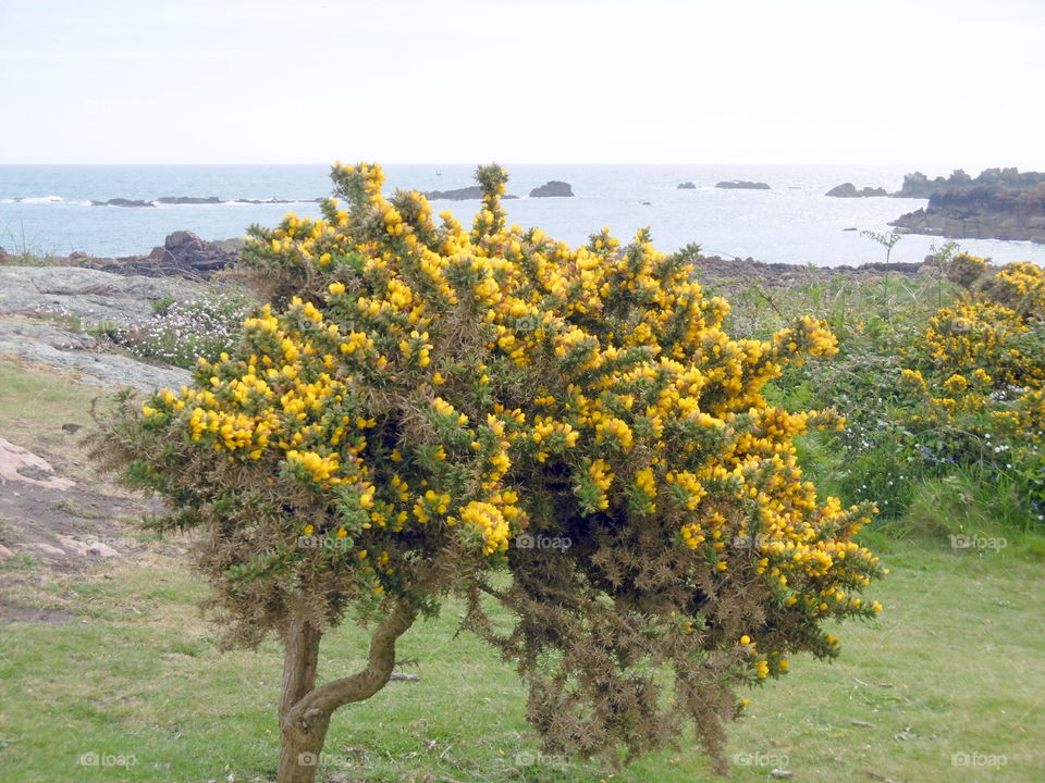 ajoncs au bord de la mer en Bretagne