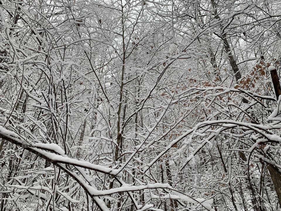 Snow forest 