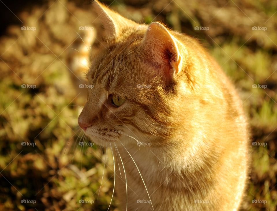 Golden cat