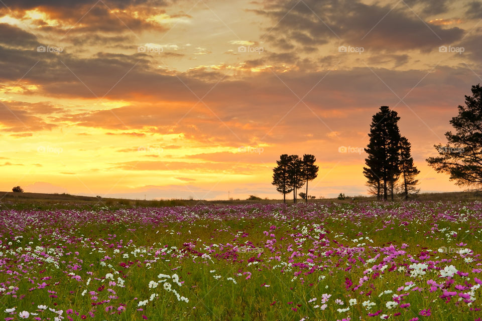 Beautiful flower cosmos field at sunset - best 2019 memories