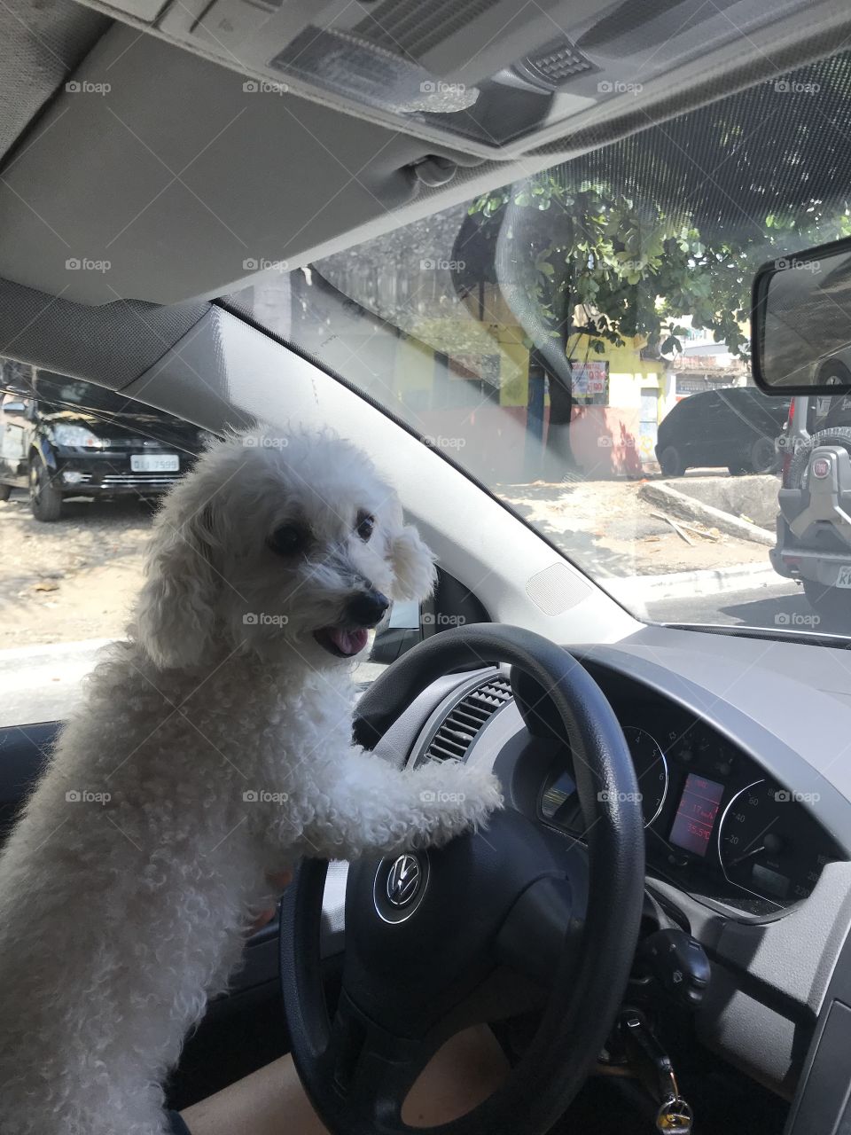 Poodle no volante!