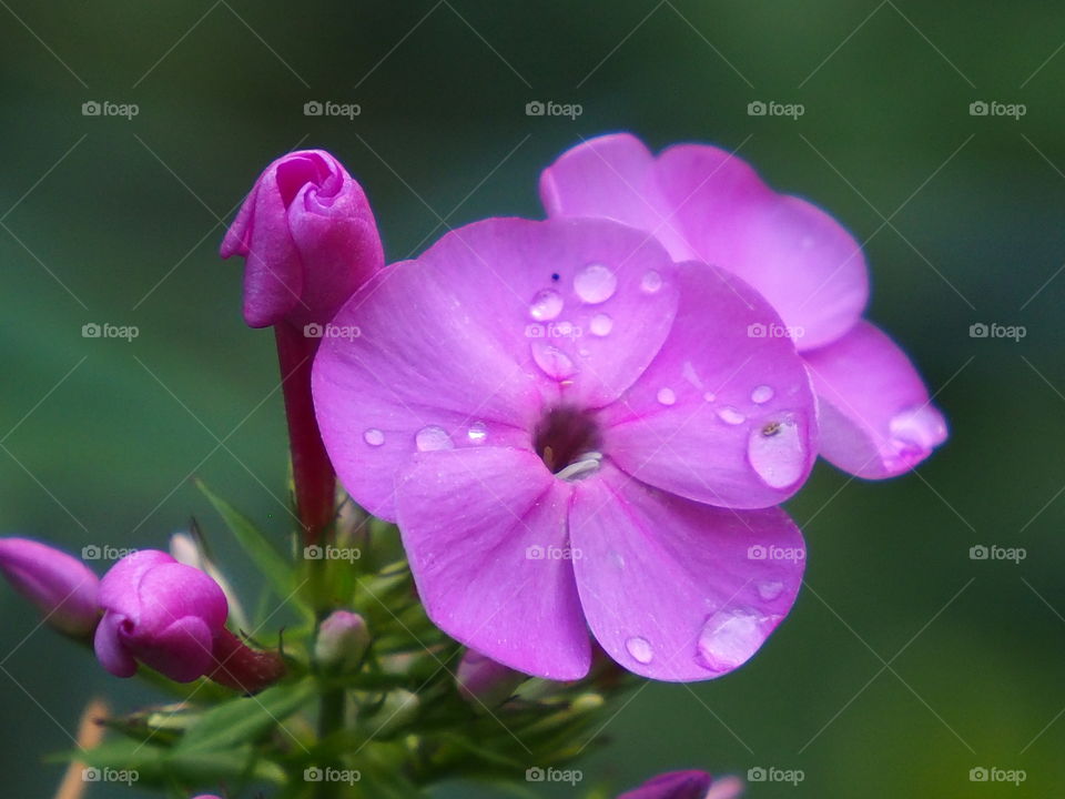 Morning magic in the forest