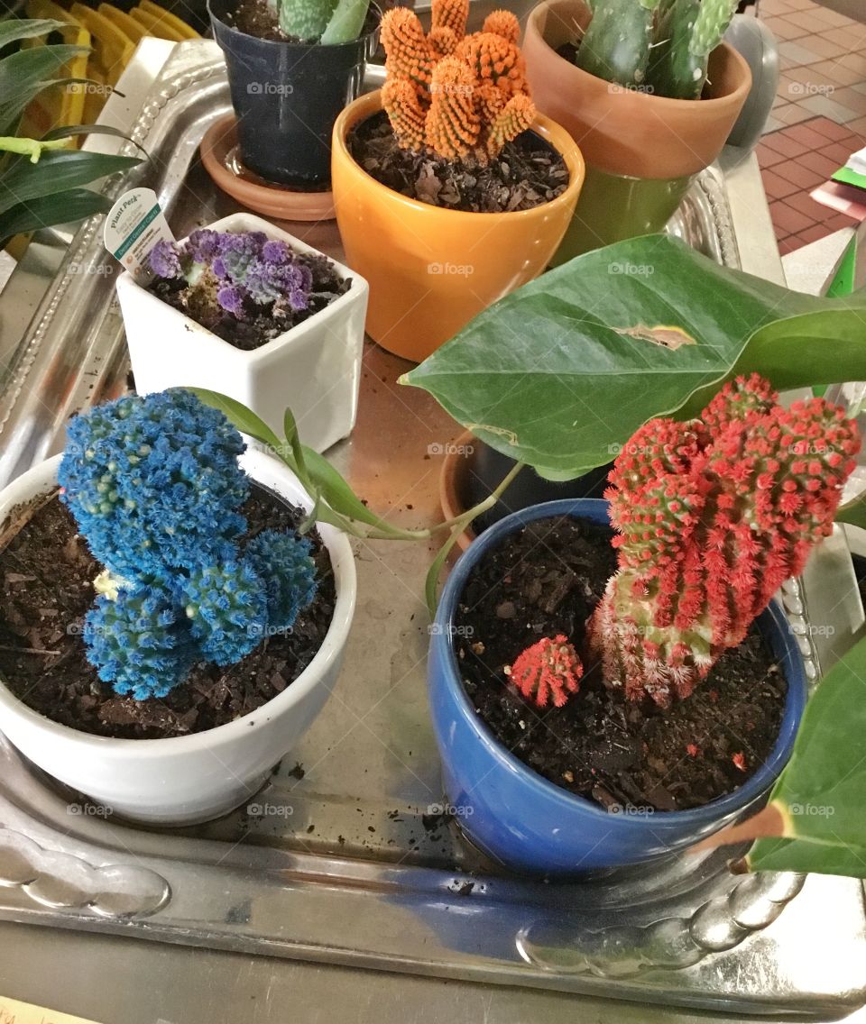 Beautiful multicolored cactus 