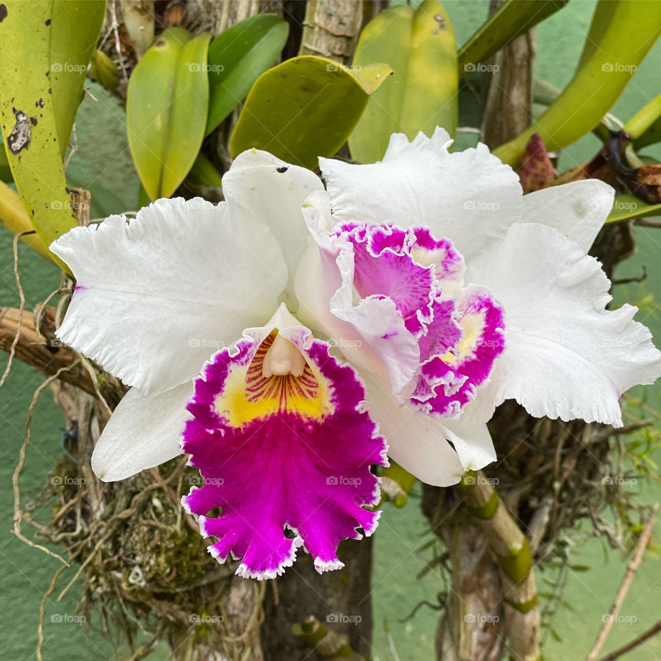 Orquídeas 