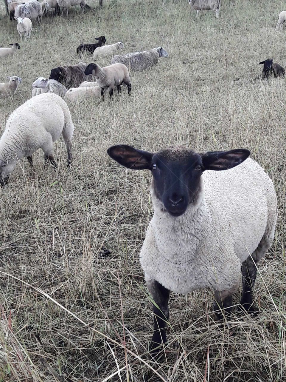Neugieriges Schaf