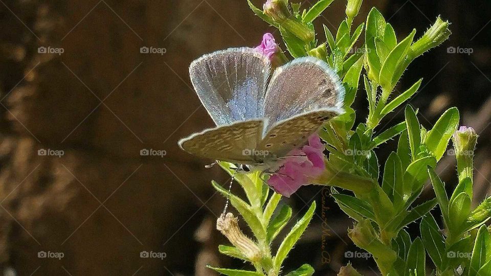 Going About Nectar Collecting