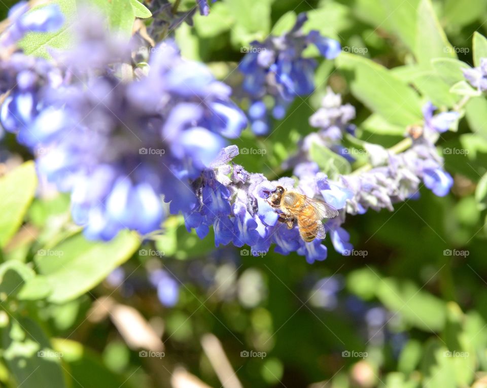 Bee on flower. 