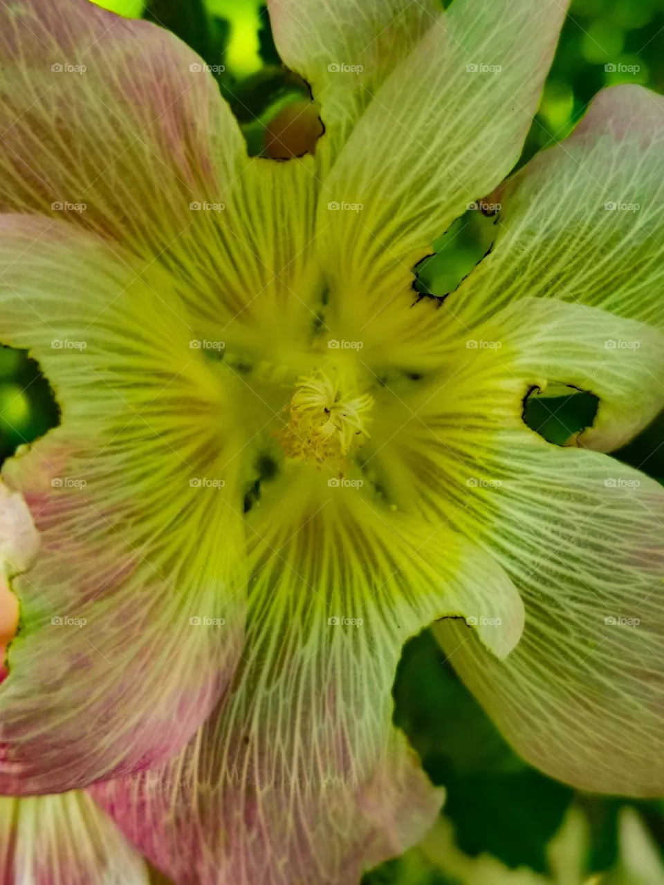 The arts of nature