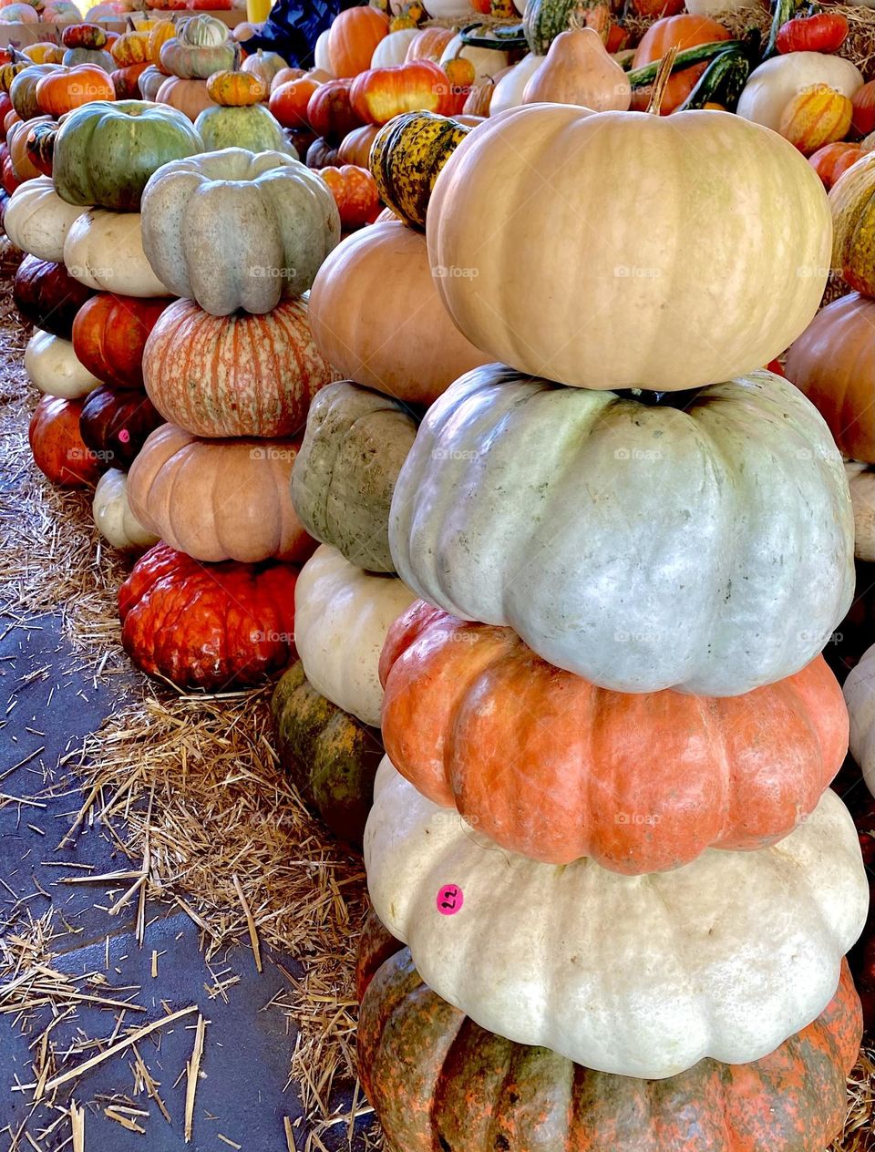 October at the farmers market, pumpkins