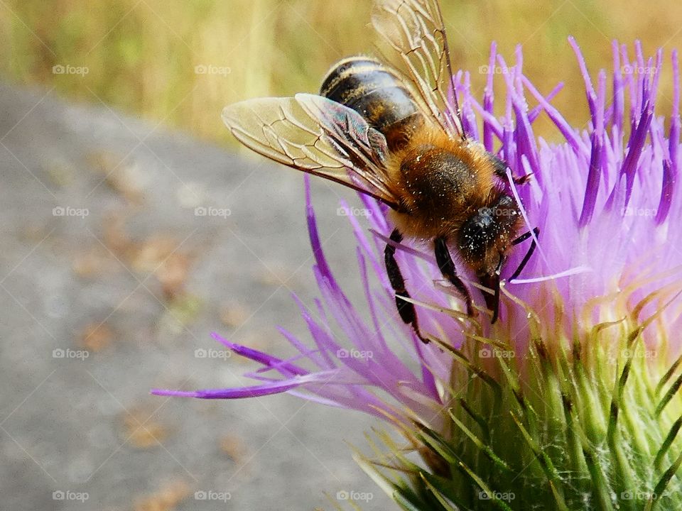 bee on a flower