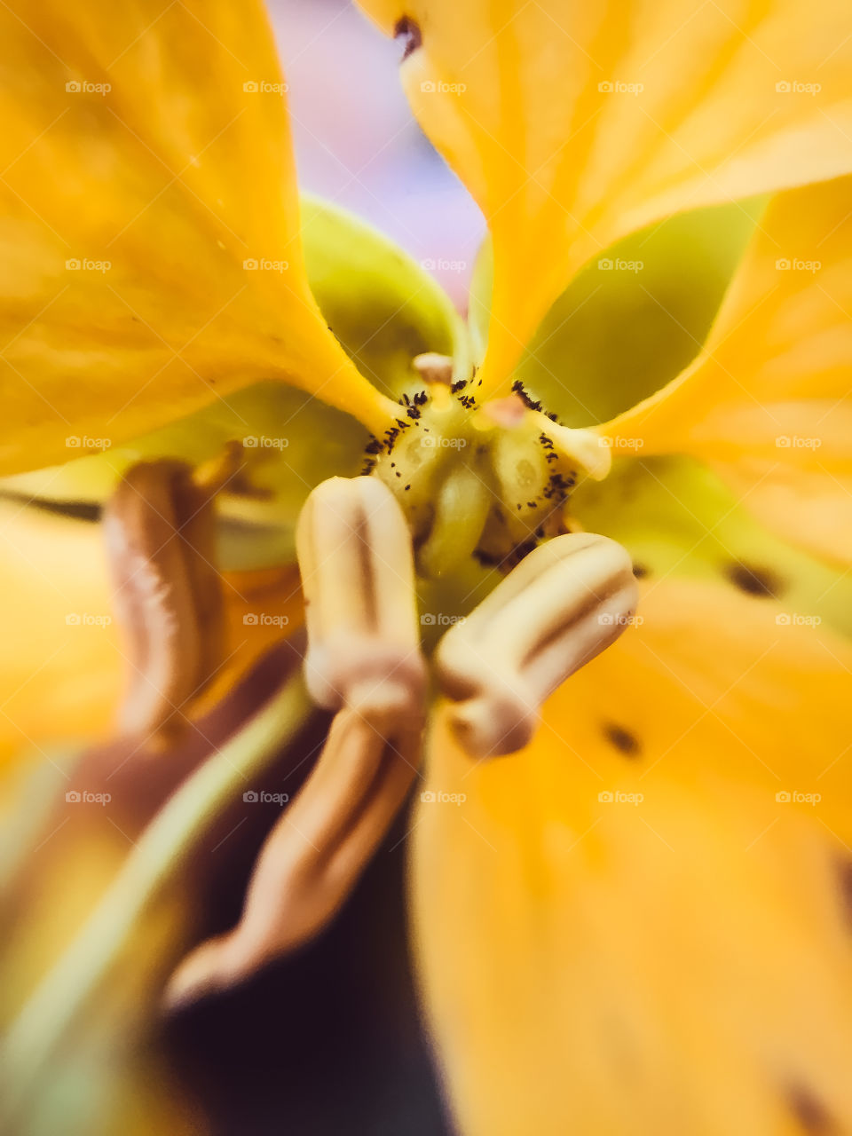 macro flower 🌸