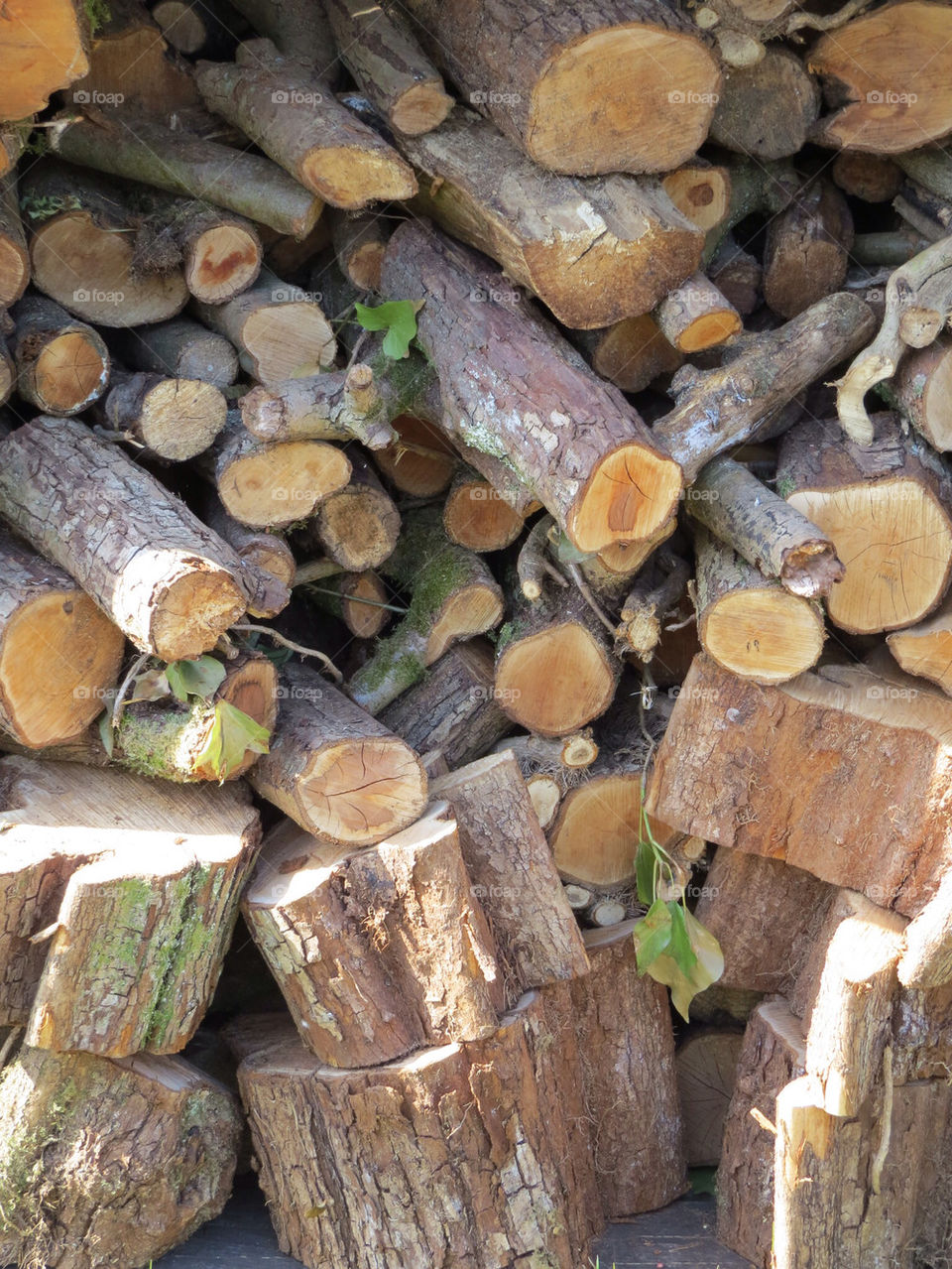 Logs for burning