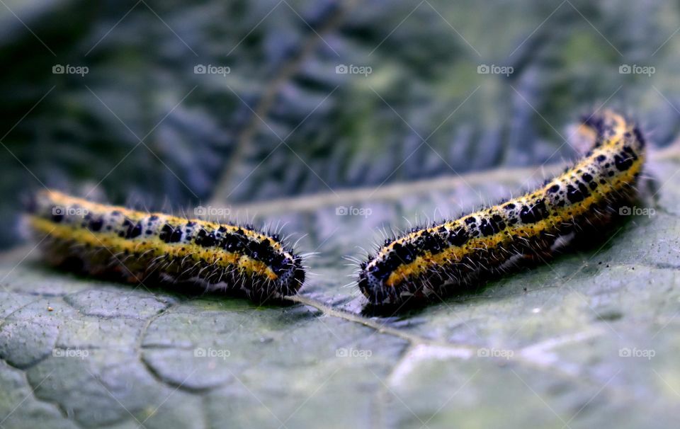 two caterpillar on leaf