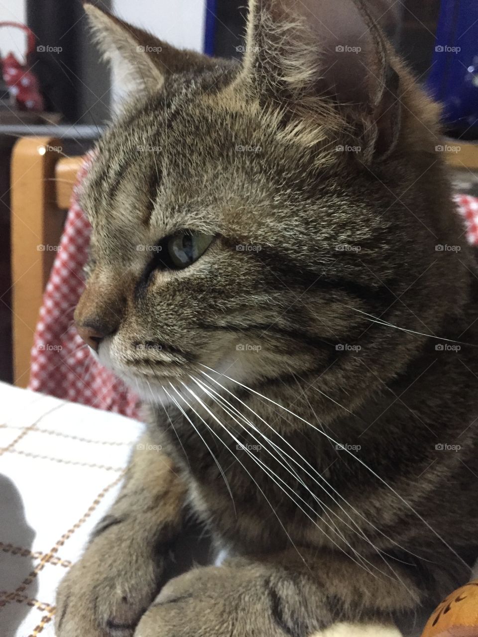 spot taking pictures of me