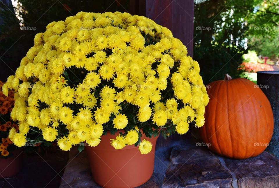 Chrysanthemums with pumpkin