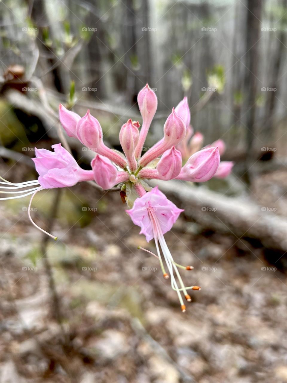 Wild rhododendron in the spring mountain forest 