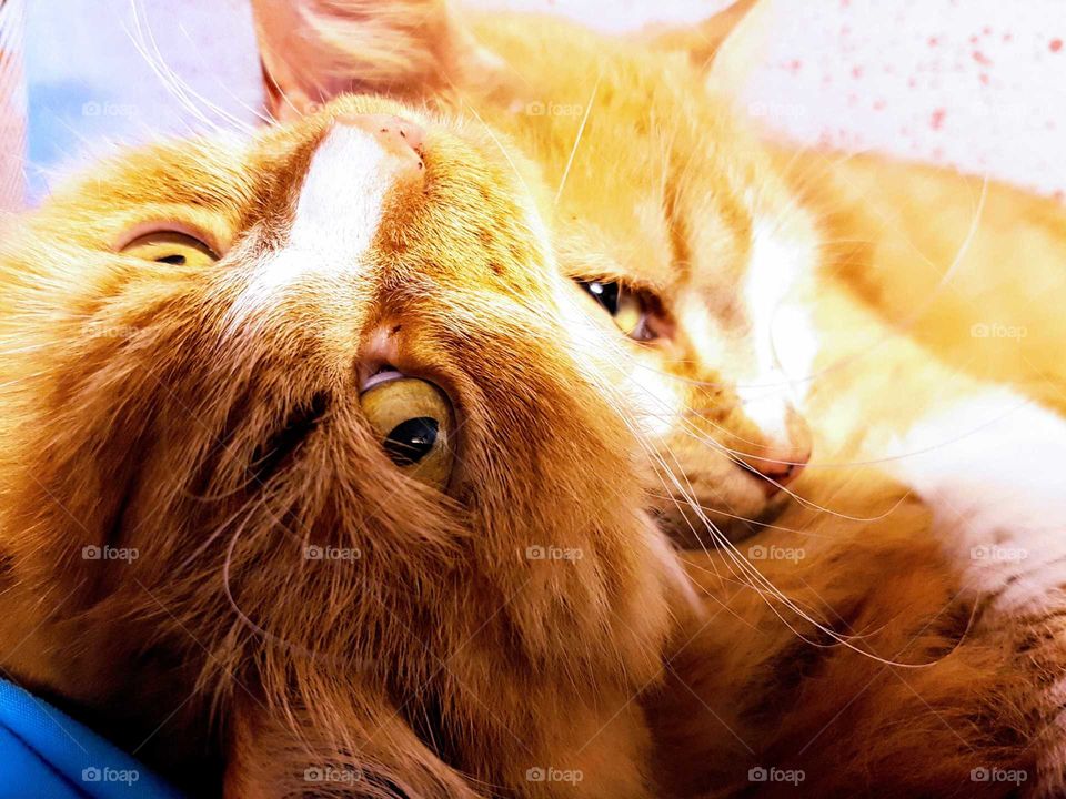 two cats lying intertwined