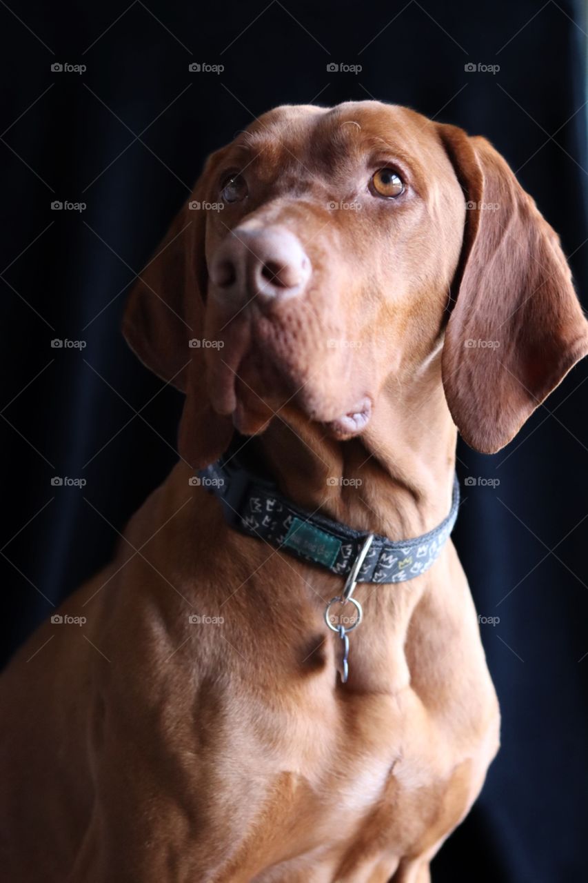 Vizsla