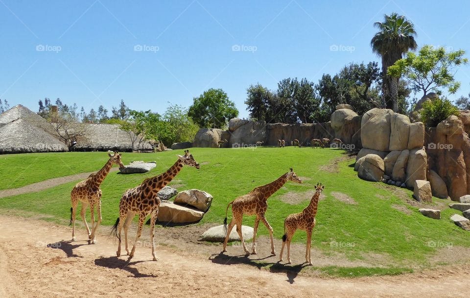 Giraffes 