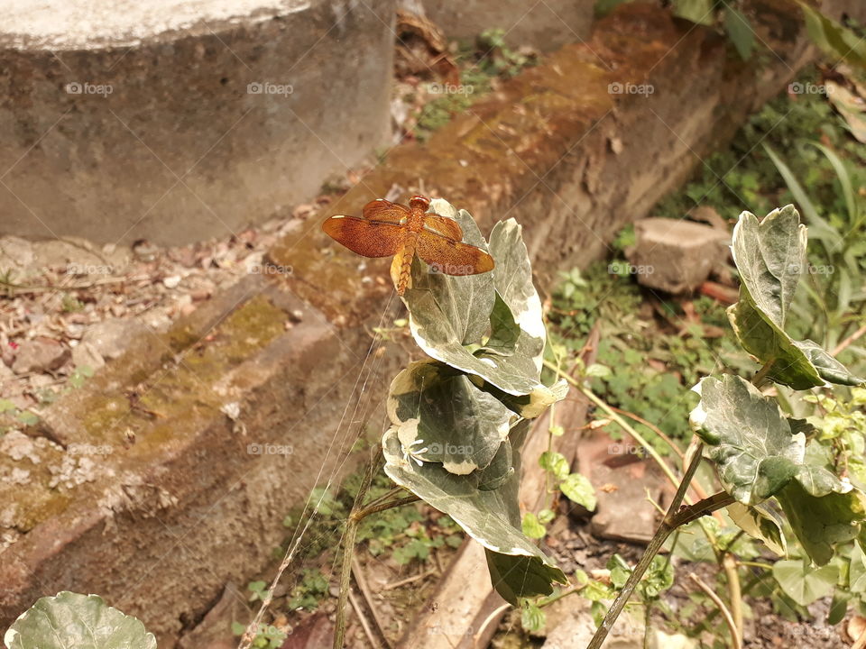 Dragonfly Captured in backyard at 10.00 o'clock @india