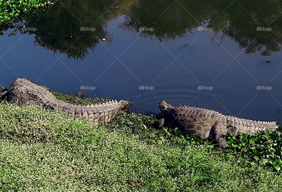 Two crocodiles resting on grass field