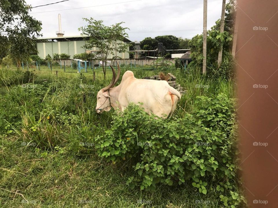 Bull in Malwana 