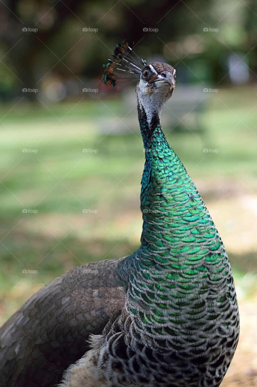 Portrait of a peacock