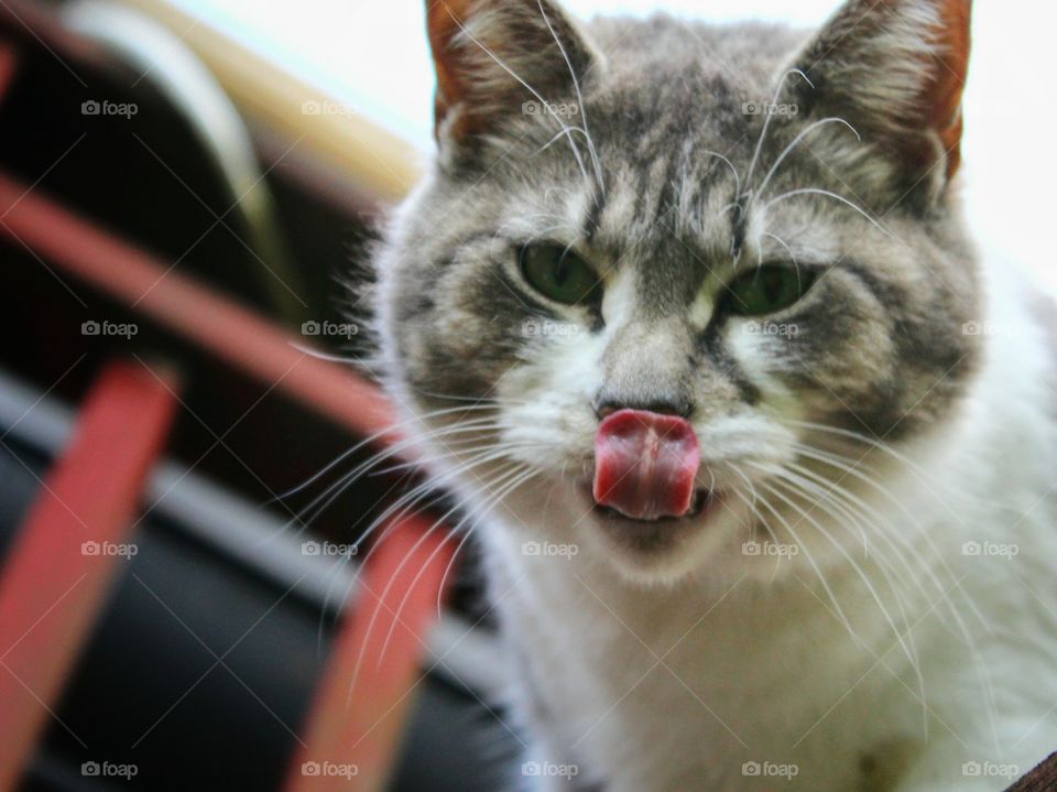 Cat with its Tongue Out Looking into the Camera