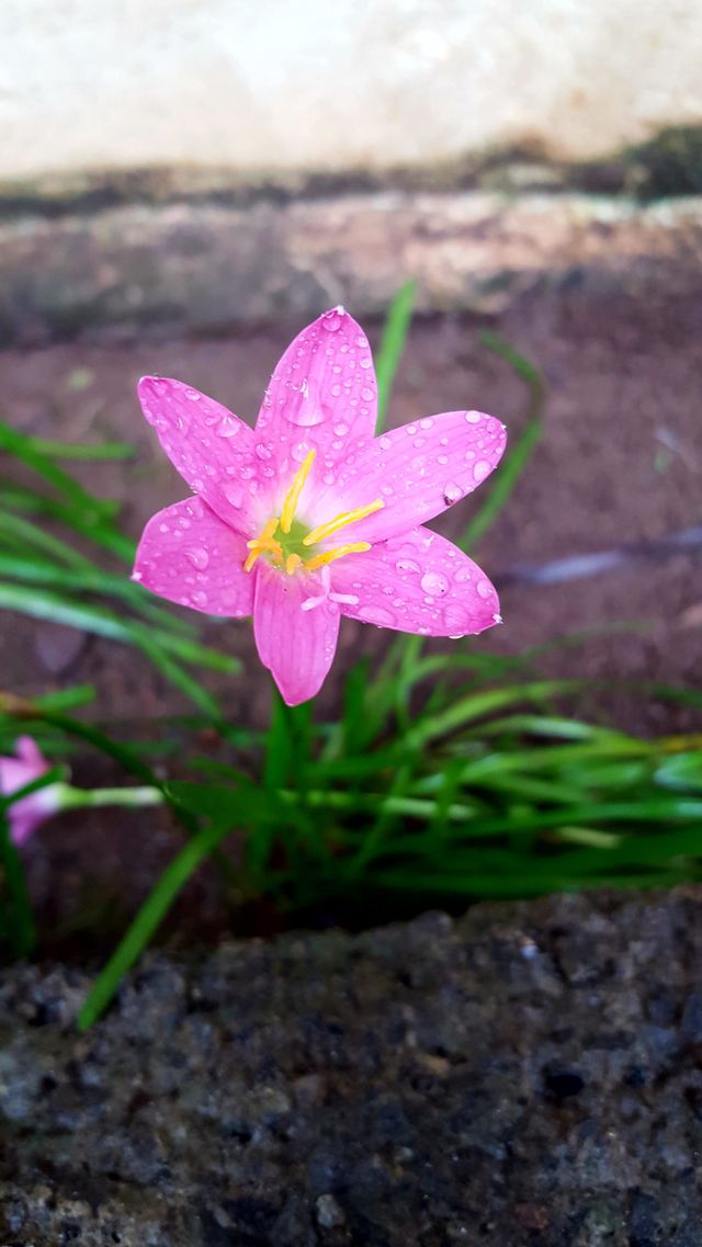 Flower 🌸