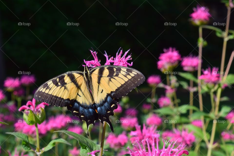 Swallowtail Butterfly 