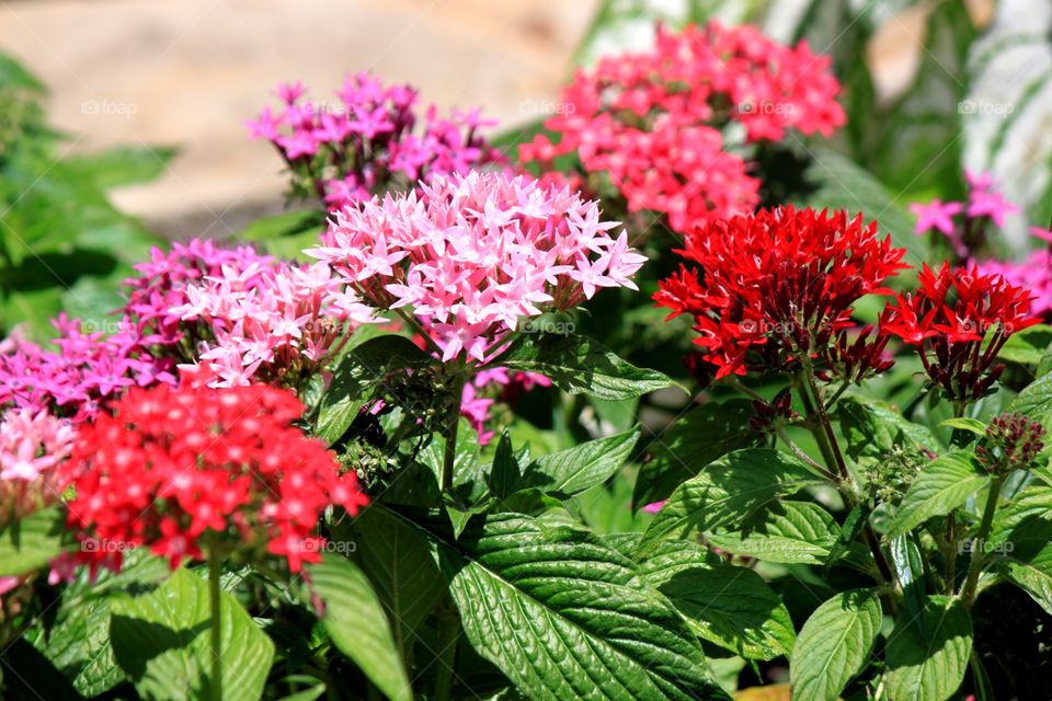 Elevated view of flowers