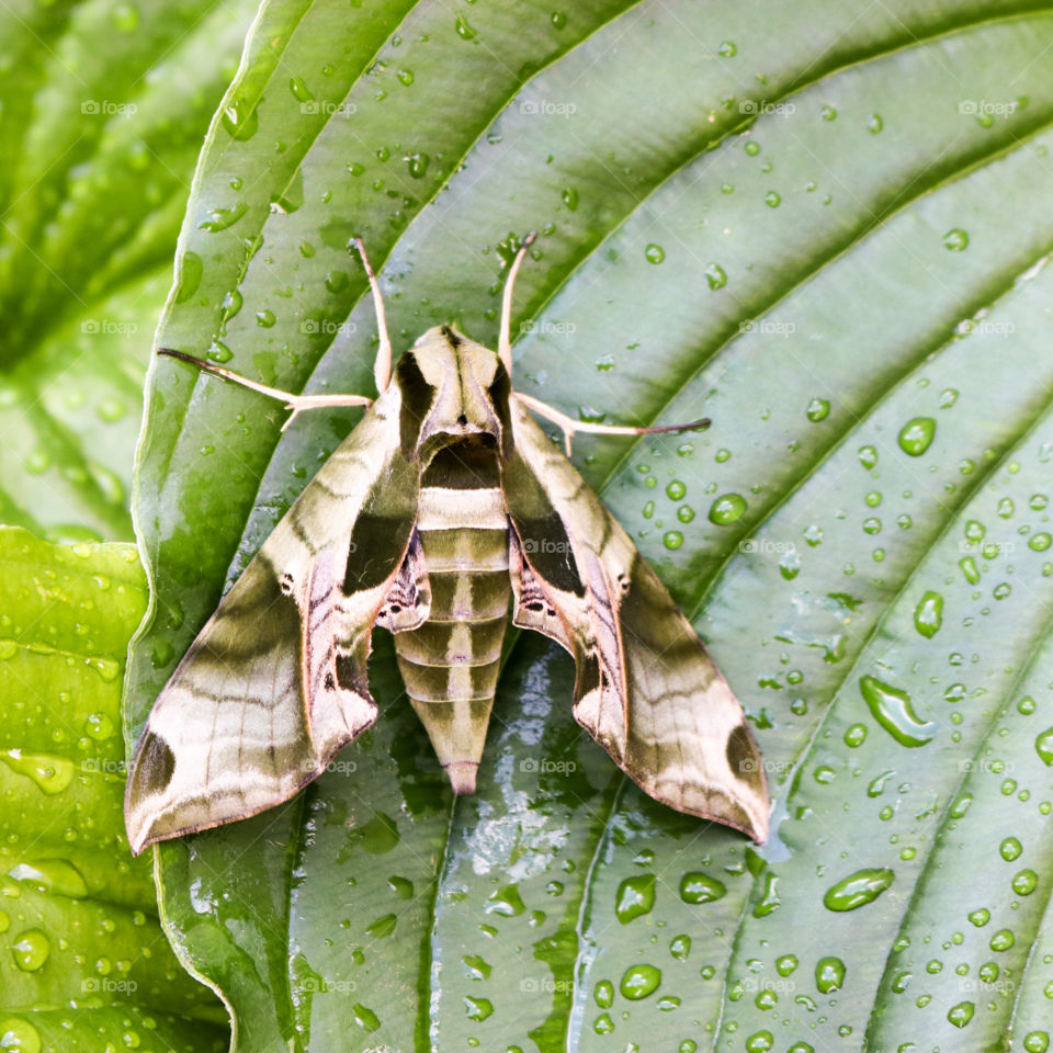 Moth after the rain.