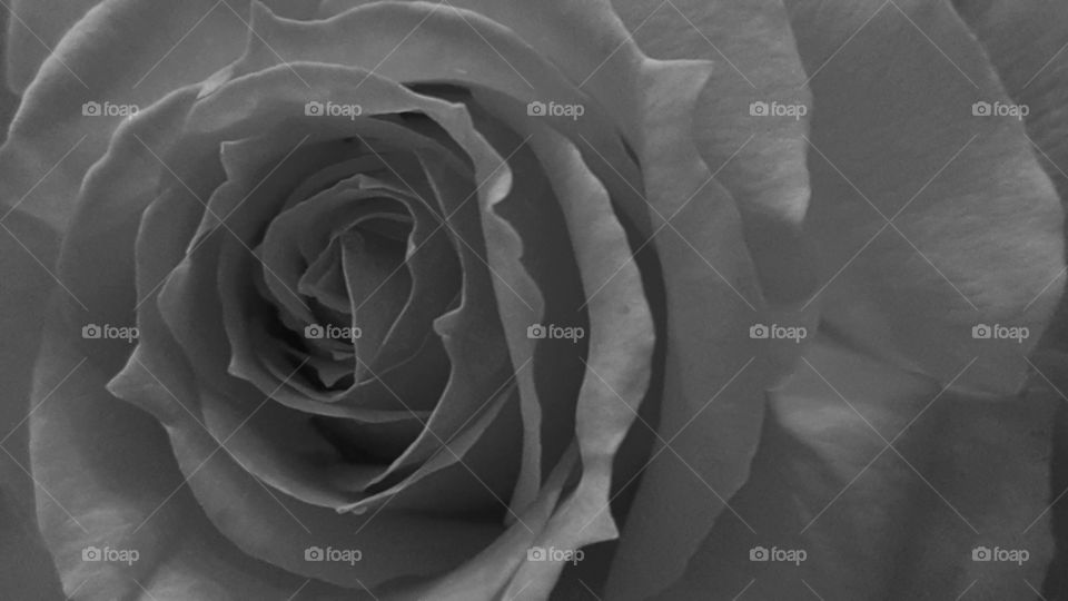 black and white close up rose