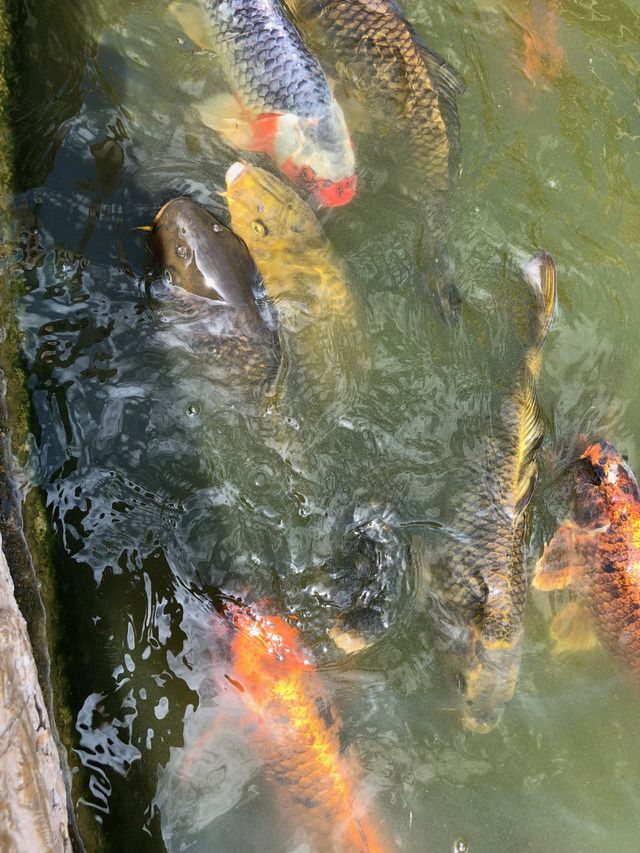 Pond full of carp 