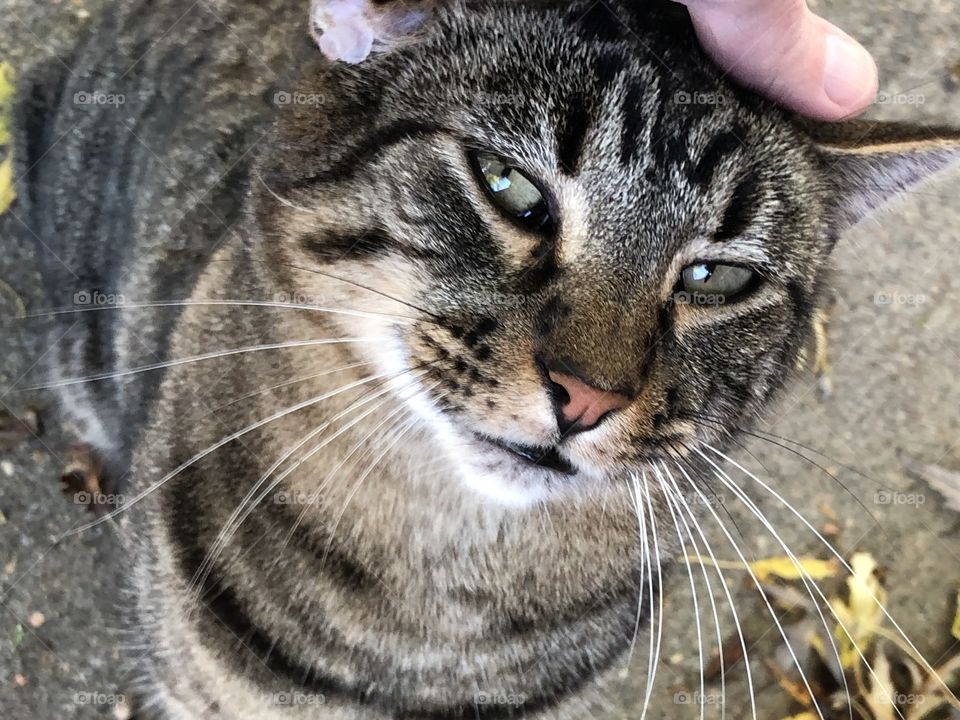 Petting Male tabby cat head