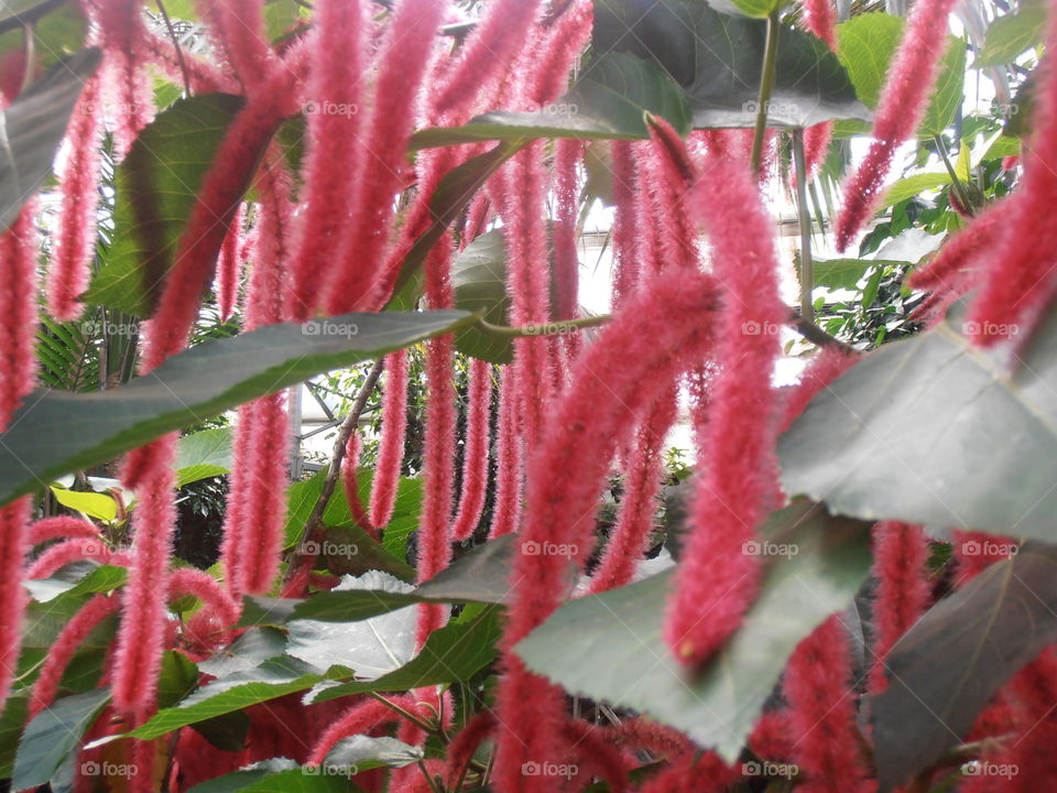 Long Love Lies Bleeding Flowers