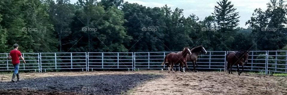 Running with the Horses
