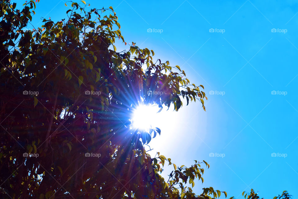 Sunlight through tree leaves with blue sky background.