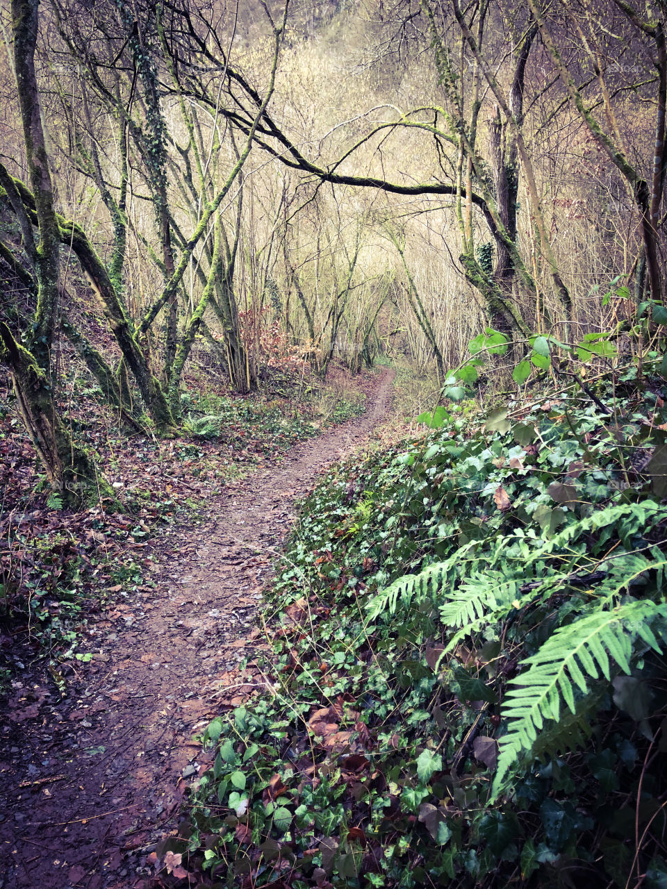 Trail Ahrweg on foggy day 