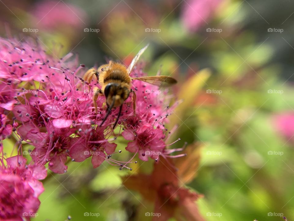 Honeybee at work