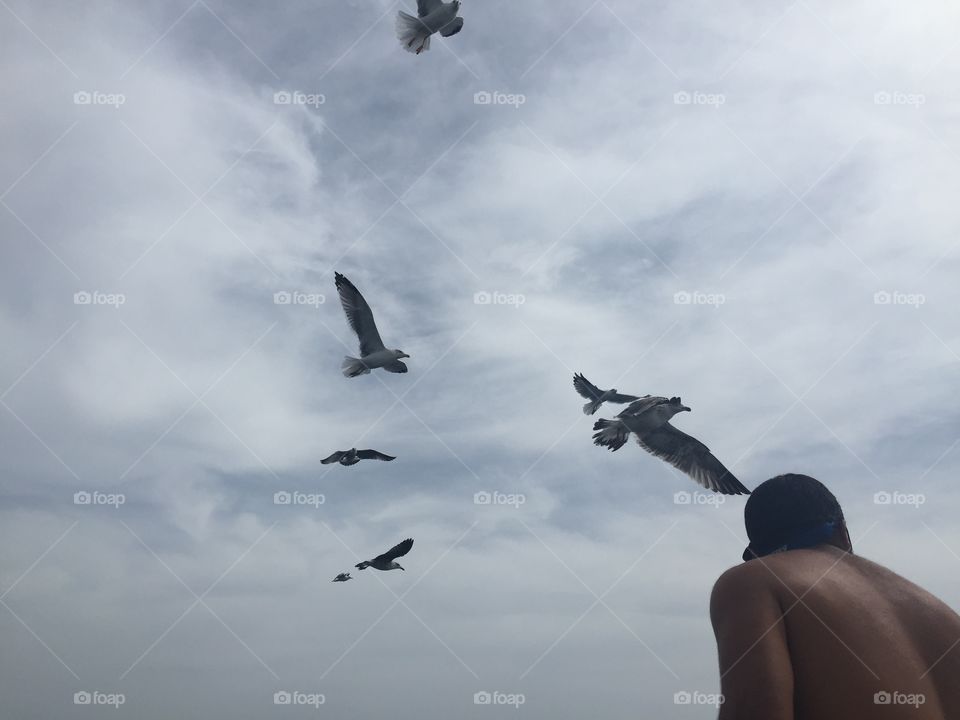 Birds in the sky