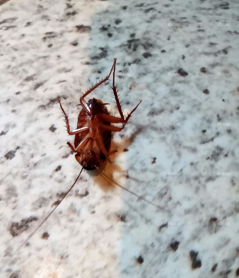 Your The Best Macro Shot Barata inseto que voa