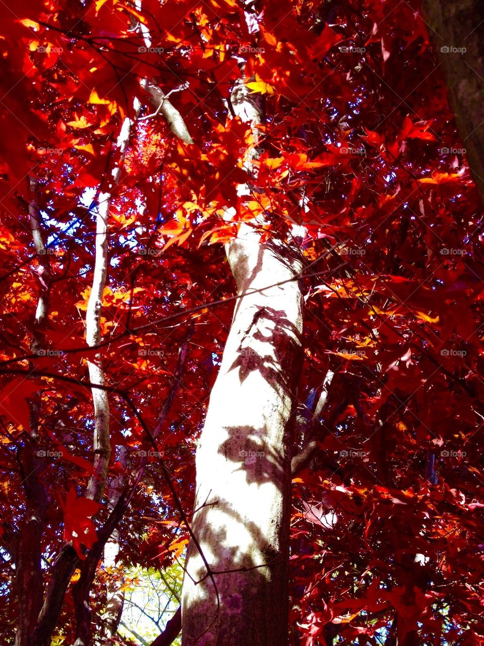 Trunks and Leaves Red Jap. Maple