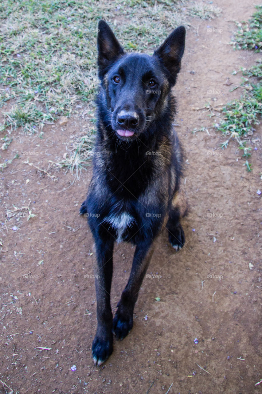 malinois sitting like a good boy