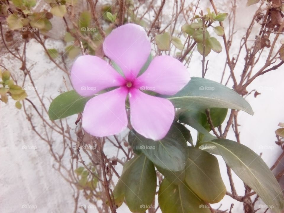 beautiful pink flower in nature