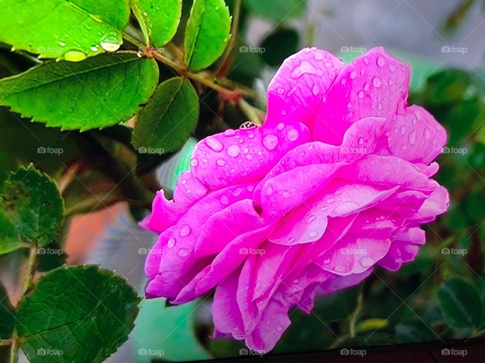 beautiful purple flower in Spring