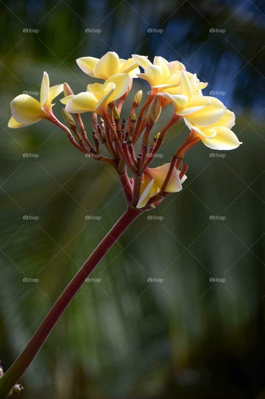 Yellow Hawaiian flower blurred background red stem 