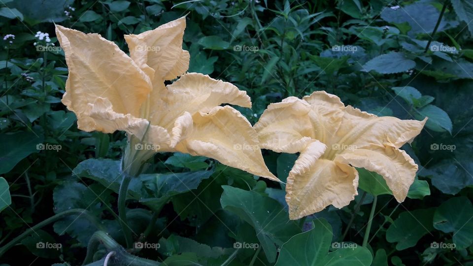 Pamkin flower, Yeallow pamkin flora with green leafs.